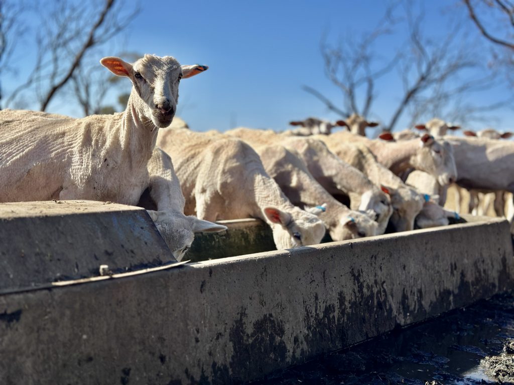 Photo supplied by DIT agTech Emma Ricort