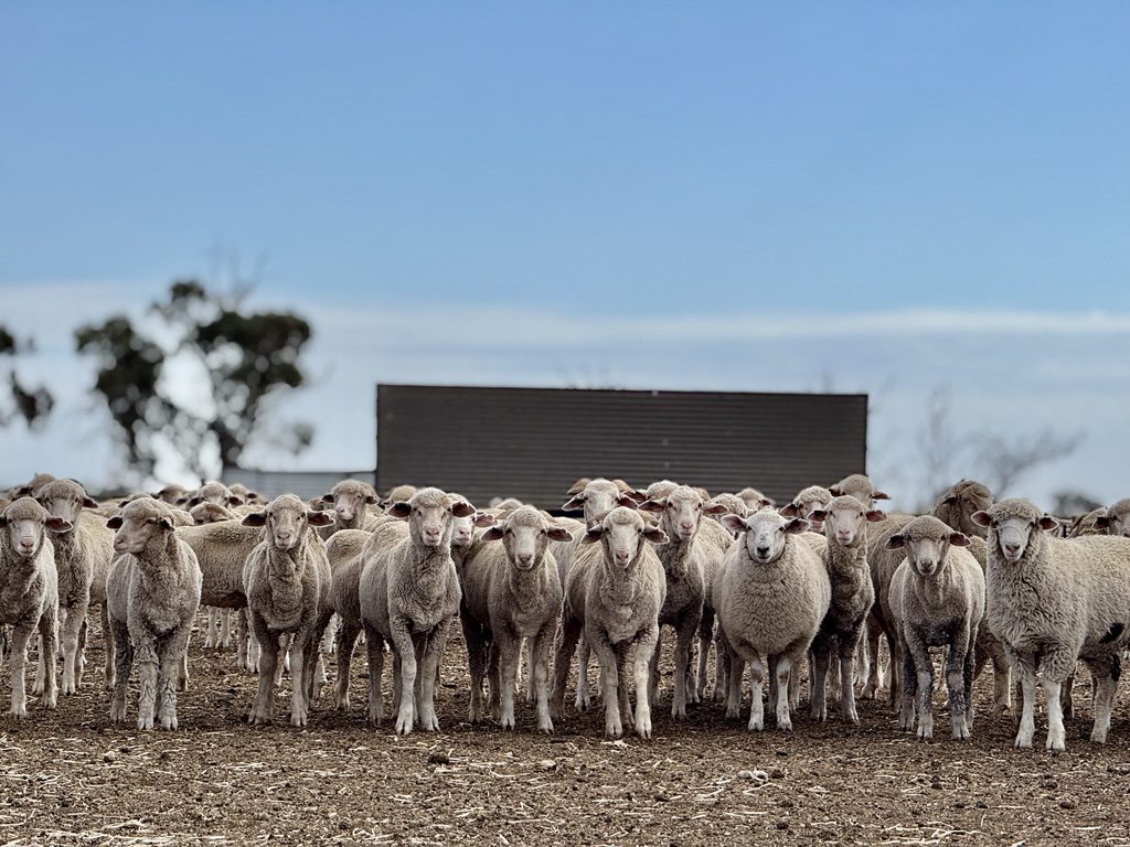Photo supplied by DIT agTech Emma Ricort